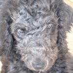 Paradise Medical Maui, Gray Goldendoodle puppy with curly fur looking directly at the camera.